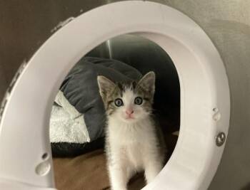 MOCHA -  Domestic Short Hair Cat for Adoption in Fremont, California - MOCHA | PetCurious