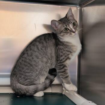 Venus -  Domestic Short Hair Cat for Adoption in St. Augustine, Florida - Venus | PetCurious