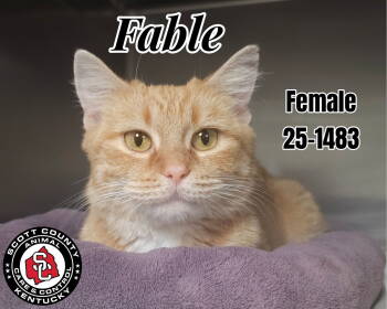 Rescue Domestic Short Hair Cats for Adoption in Georgetown, Kentucky - Fable | PetCurious