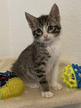 BELLAMY -  Domestic Short Hair Cat for Adoption in Killeen, Texas - BELLAMY | PetCurious