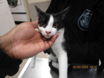 Rescue Domestic Short Hair Cats for Adoption in Marietta, Georgia - (624) | PetCurious