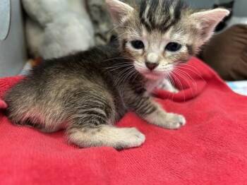 SAM -  Domestic Short Hair Cat for Adoption in Dallas, Texas - SAM | PetCurious