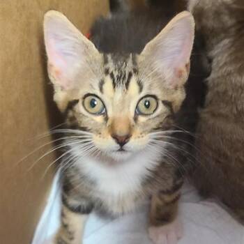 PIRANHA -  Domestic Short Hair Cat for Adoption in San Antonio, Texas - PIRANHA | PetCurious
