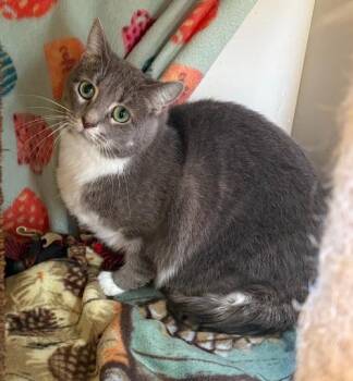 Luna -  Domestic Short Hair Cat for Adoption in Rochester, Indiana - Luna | PetCurious
