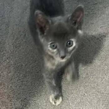 Domestic Short Hair Cats Available for Adoption in Nampa, Idaho - Zazzles | PetCurious
