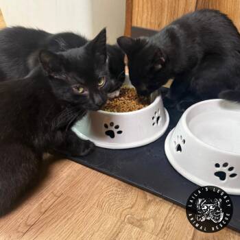 Marley -  Domestic Short Hair Cat for Adoption in Washington, District Of Columbia - Marley | PetCurious