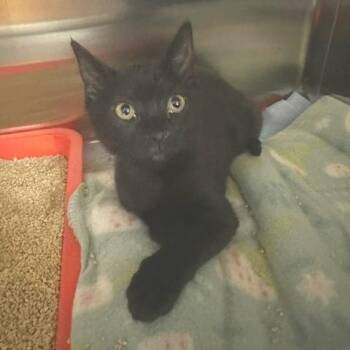 Lila -  Domestic Short Hair Cat for Adoption in Clearwater, Florida - Lila | PetCurious
