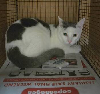 Domestic Short Hair Cats Available for Adoption - Chester | PetCurious