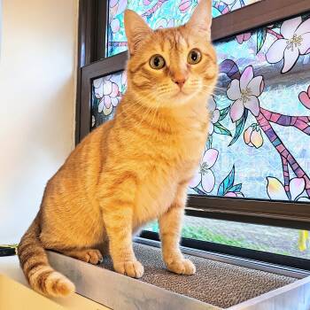 Tabby Cats Available for Adoption in Chicago, Illinois - Cheeto | PetCurious