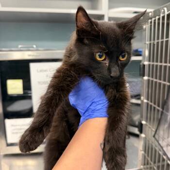 Jacob -  Domestic Short Hair Cat for Adoption in Greensboro, North Carolina - Jacob | PetCurious