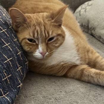 Domestic Short Hair Cats Available for Adoption in Mayfield, New York - Hamiltina  | PetCurious