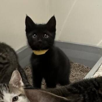 Anchovy -  Domestic Short Hair Cat for Adoption in Chicago, Illinois - Anchovy | PetCurious