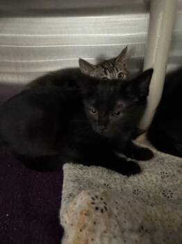 Iris -  Domestic Medium Hair and Domestic Short Hair Cat for Adoption in Missoula, Montana - Iris | PetCurious