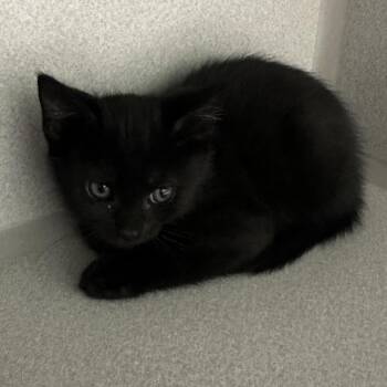 Sgaeyl "Suh-gale" -  Domestic Medium Hair Cat for Adoption in Priest River, Idaho - Sgaeyl "Suh-gale" | PetCurious