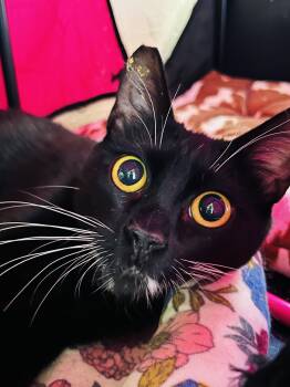 Tuxedo and Domestic Short Hair Cats Available for Adoption in Walnut Creek, California - Latte | PetCurious