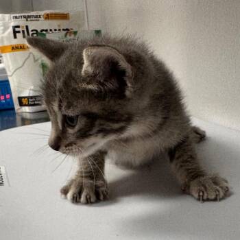 Palmer -  Domestic Short Hair Cat for Adoption in Tampa, Florida - Palmer | PetCurious