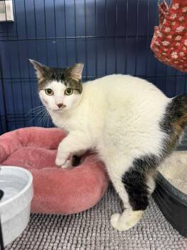 Suzie Q -  Tabby Cat for Adoption in Belton, Missouri - Suzie Q | PetCurious