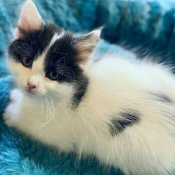 Domestic Medium Hair Cats Available for Adoption in Silver Spring, Maryland - Louisa | PetCurious