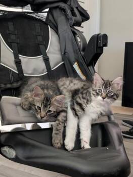Domestic Medium Hair Cats Available for Adoption in Liverpool, Texas - Matcha | PetCurious