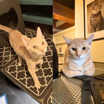 Rescue Domestic Short Hair Cats for Adoption - Cookie Cutter & Epaulette Shark | PetCurious