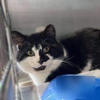 Domestic Short Hair Cats Available for Adoption in Davenport, Iowa - Low On Cilantro | PetCurious