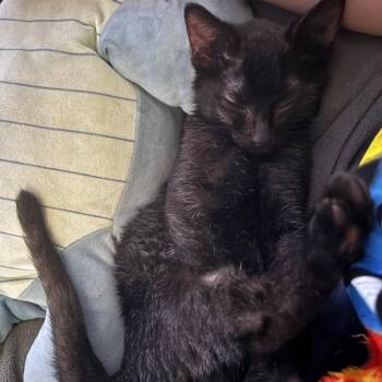 Iris -  Domestic Short Hair Cat for Adoption - Iris | PetCurious