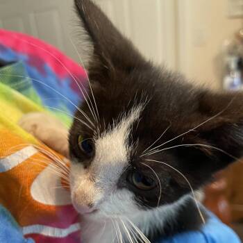 Henri -  Domestic Short Hair Cat for Adoption in Waldorf, Maryland - Henri | PetCurious