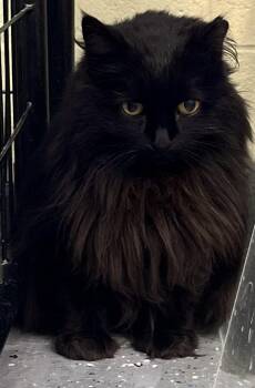 Rescue Domestic Long Hair Cats for Adoption in Holland, Michigan - Pumpkin | PetCurious
