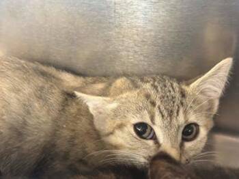 Brooks -  Domestic Short Hair Cat for Adoption in Memphis, Tennessee - Brooks | PetCurious