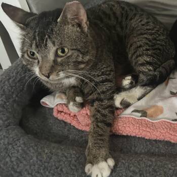 Domestic Short Hair Cats Available for Adoption - Artic | PetCurious