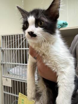 Jinx -  Domestic Medium Hair Cat Available for Adoption in San Antonio, Texas - Jinx | PetCurious