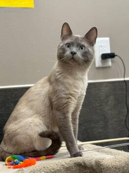 Kombucha -  Siamese Cat for Adoption in Burnaby, British Columbia - Kombucha | PetCurious