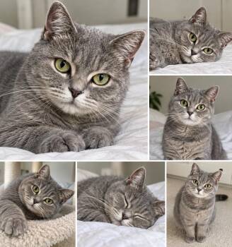 Summer - British Short Hair -  British Shorthair Cat for Adoption in Brampton, Ontario - Summer - British Short Hair | PetCurious