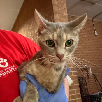 Daria -  Domestic Short Hair Cat for Adoption in Birmingham, Alabama - Daria | PetCurious