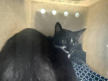 Violeta -  Domestic Short Hair Cat for Adoption - Violeta | PetCurious