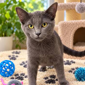 Gumbo -  Domestic Short Hair Cat for Adoption in Antioch, California - Gumbo | PetCurious