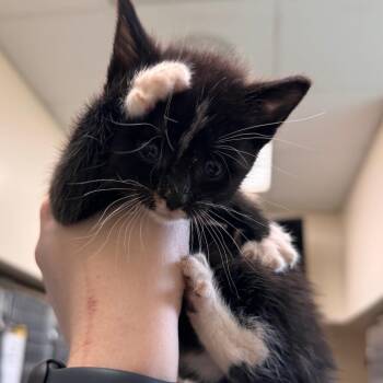 Obi Wan -  Domestic Short Hair Cat for Adoption in Lynchburg, Virginia - Obi Wan | PetCurious