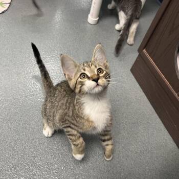 Gizmo -  Domestic Short Hair Cat for Adoption in West Palm Beach, Florida - Gizmo | PetCurious