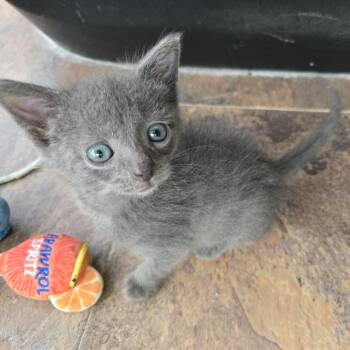 Mourice -  Domestic Short Hair Cat for Adoption in San Antonio, Texas - Mourice | PetCurious