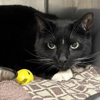 Domestic Short Hair Cats Available for Adoption in Pittsford, Vermont - Mittens | PetCurious