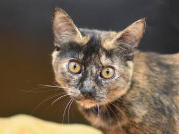 Garnet -  Domestic Short Hair Cat for Adoption in Portland, Oregon - Garnet | PetCurious