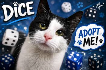 Dice (FCID# 05/20/2026 - 12 Trainer) -  Domestic Short Hair Cat Available for Adoption in Greenville, Delaware - Dice (FCID# 05/20/2026 - 12 Trainer) | PetCurious