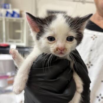 Domestic Short Hair Cats Available for Adoption in Lakewood, California - Milkshake | PetCurious