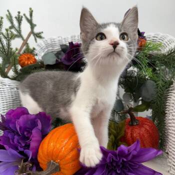 Muscat Legion 56381 -  Domestic Short Hair Cat for Adoption in Eaton Rapids, Michigan - Muscat Legion 56381 | PetCurious