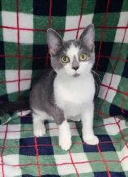 7161 (Cobra) -  Domestic Short Hair Cat for Adoption in Lake City, Michigan - 7161 (Cobra) | PetCurious