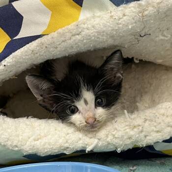 Rescue Domestic Short Hair Cats for Adoption in Folsom, Louisiana - Chepi | PetCurious