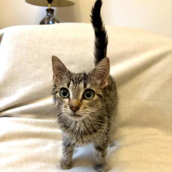Gideon -  Domestic Short Hair Cat for Adoption in Ottawa, Ontario - Gideon | PetCurious