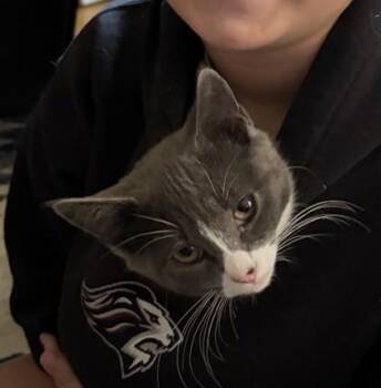 Potato -  Domestic Short Hair Cat for Adoption in Lowell, Massachusetts - Potato | PetCurious