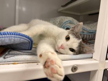 Domestic Short Hair Cats Available for Adoption in White Oak, Pennsylvania - Thistle | PetCurious