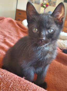Mary Ann bonded with Ginger -  Domestic Short Hair Cat for Adoption in Portland, Oregon - Mary Ann Bonded With Ginger | PetCurious